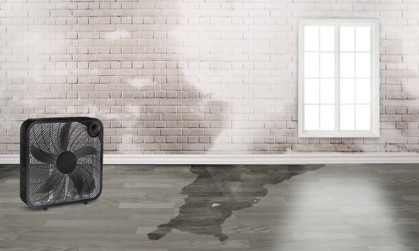 Best Water damage cleanup near me  in Waverly, IL
